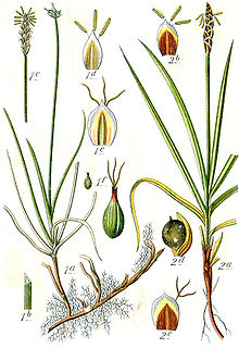 Carex spp Sturm24.jpg