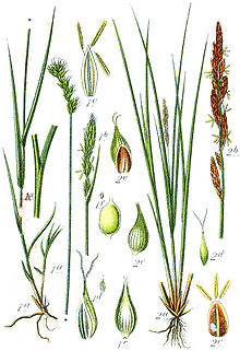 Carex spp Sturm32.jpg
