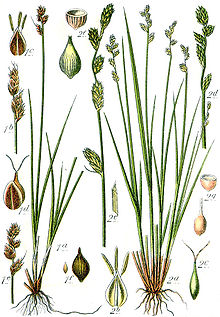 Carex spp Sturm34.jpg