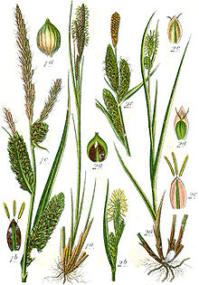 Carex spp Sturm36.jpg