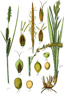 Carex spp Sturm37.jpg