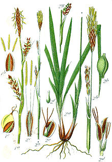Carex spp Sturm45.jpg