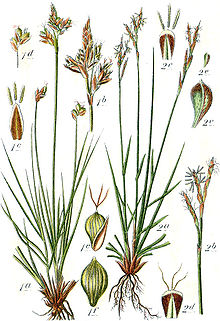 Carex spp Sturm52.jpg