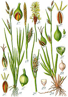 Carex spp Sturm59.jpg