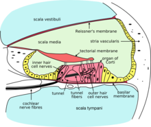 Cochlea-crosssection.png