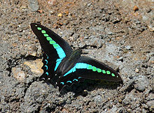 Common Bluebottle-Graphium sarpedon teredon.JPG