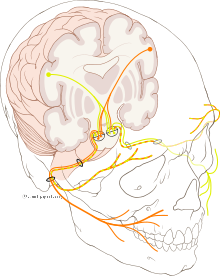Cranial nerve VII.svg