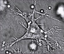 One dendritic cell which is almost the shape of a star. Its edges are ragged.