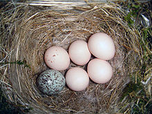 Eastern Phoebe-nest-Brown-headed-Cowbird-egg.jpg