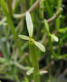 Euphorbiatirucalli.jpg