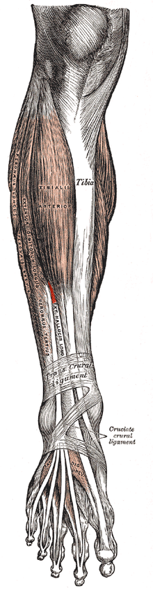 Extensor hallucis longus.png