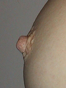 Female nipple profile.jpg