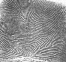 Fingerprint Loop.jpg