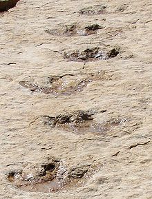 First Dinosaur Tracks from the Arabian Peninsula .jpg