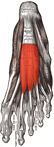 Flexor digitorum brevis.png