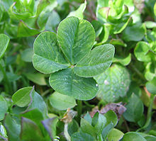 Как называется клевер по научному. 220px Four leaf clover. Как называется клевер по научному фото. Как называется клевер по научному-220px Four leaf clover. картинка Как называется клевер по научному. картинка 220px Four leaf clover