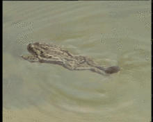 Common toad swimming