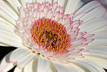 Gerbera bloom closeup02.jpg