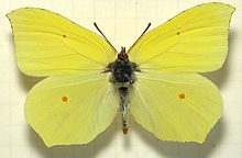 Gonepteryx.rhamni.mounted.jpg