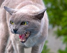 Hannibal Poenaru - Nasty cat ! (by-sa).jpg