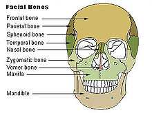 что такое сошник у человека. 220px Illu facial bones. что такое сошник у человека фото. что такое сошник у человека-220px Illu facial bones. картинка что такое сошник у человека. картинка 220px Illu facial bones. Нижняя носовая раковина, concha nasalis inferior, парная; она представляет собой самостоятельную кость в отличие от верхней и средней раковин, которые являются составными частями решетчатой кости. Своим верхним краем она прикрепляется к боковой стенке носовой полости и отделяет средний носовой ход от нижнего. Нижний край свободен, а верхний соединяется с crista conchalis верхней челюсти и небной кости.