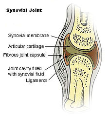 Illu synovial joint.jpg