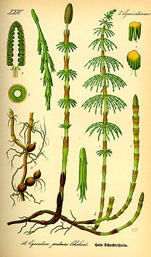 хвощ это какое растение. 220px Illustration Equisetum pratense0. хвощ это какое растение фото. хвощ это какое растение-220px Illustration Equisetum pratense0. картинка хвощ это какое растение. картинка 220px Illustration Equisetum pratense0