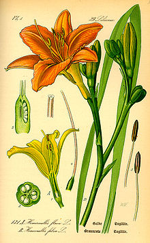 В чем заключается значение цветения в жизни растения. 220px Illustration Hemerocallis fulva0. В чем заключается значение цветения в жизни растения фото. В чем заключается значение цветения в жизни растения-220px Illustration Hemerocallis fulva0. картинка В чем заключается значение цветения в жизни растения. картинка 220px Illustration Hemerocallis fulva0