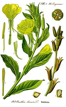В чем заключается значение цветения в жизни растения. 220px Illustration Oenothera biennis0 clean. В чем заключается значение цветения в жизни растения фото. В чем заключается значение цветения в жизни растения-220px Illustration Oenothera biennis0 clean. картинка В чем заключается значение цветения в жизни растения. картинка 220px Illustration Oenothera biennis0 clean