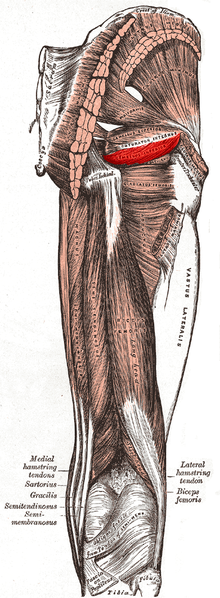 Inferior gemellus muscle.PNG