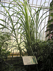 Сахарный тростник, растение, способное увеличить производство сахара. Выращивание, сахарный тростник, сбор урожая, переработка