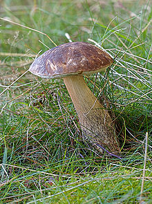 Как называют подберезовик по другому. 220px Leccinum scabrum LC0108. Как называют подберезовик по другому фото. Как называют подберезовик по другому-220px Leccinum scabrum LC0108. картинка Как называют подберезовик по другому. картинка 220px Leccinum scabrum LC0108