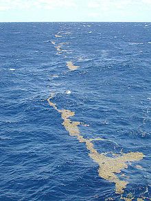 Альгология что изучает кратко. 220px Lines of sargassum Sargasso Sea. Альгология что изучает кратко фото. Альгология что изучает кратко-220px Lines of sargassum Sargasso Sea. картинка Альгология что изучает кратко. картинка 220px Lines of sargassum Sargasso Sea