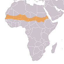 Сахара сахель бассейн конго чем отличаются природные комплексы