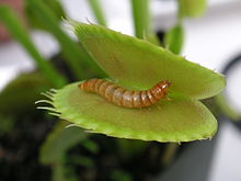 Meal worm in venus fly trap.jpg
