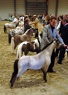 Miniature Horse Show.jpg