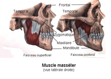 Muscle masseter.png