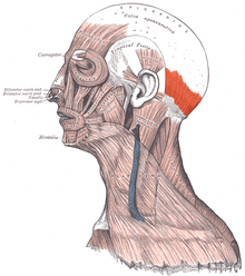 Musculus occipitalis.png