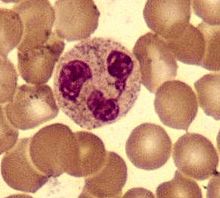 фагоциты это какие клетки. 220px Neutrophil2. фагоциты это какие клетки фото. фагоциты это какие клетки-220px Neutrophil2. картинка фагоциты это какие клетки. картинка 220px Neutrophil2