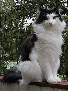 Norwegian forest cat.jpg