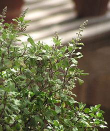 Аюрведа это что такое в переводе на русский язык. 220px Ocimum tenuiflorum2. Аюрведа это что такое в переводе на русский язык фото. Аюрведа это что такое в переводе на русский язык-220px Ocimum tenuiflorum2. картинка Аюрведа это что такое в переводе на русский язык. картинка 220px Ocimum tenuiflorum2.