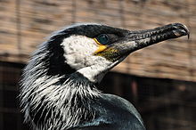 Phalacrocorax capillatus -head.jpg