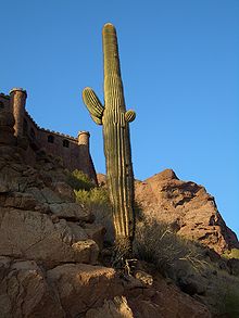 Phoenix-Camelback-Saguaro-with-exposed-roots-2728.JPG