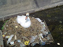 Pollution swan.jpg