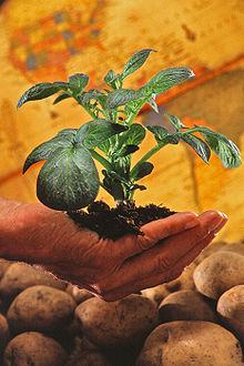 220px Potato plant