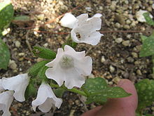 Pulmonaria officinalis 'Sissinghurst White'.jpg