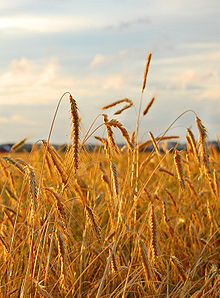 Rye field.jpg