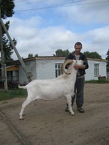 Saanen goat.jpg