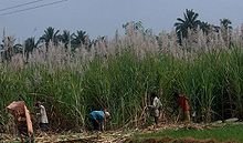Сахарный тростник, растение, способное увеличить производство сахара. Выращивание, сахарный тростник, сбор урожая, переработка
