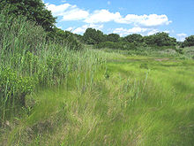 Saltmarsh-Grass.JPG